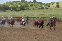 Steer penning at Gymkhana